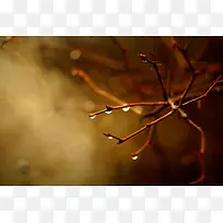 ��֦������ˮ��-������