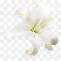 水珠白色百合花高清-空若网 水珠白色百合花高清-空若网