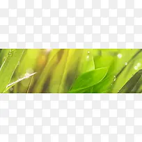 绿树水珠背景banner-空若网 绿树水珠背景banner-空若网