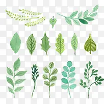 ��ɫˮ����Ҷʸ���ز�-������