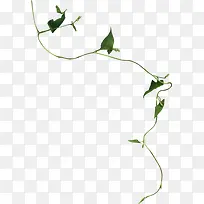 飘浮树叶-空若网 飘浮树叶-空若网