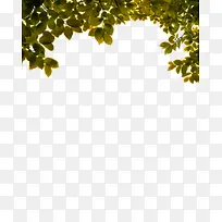 绿色树叶树枝边框纹理-空若网 绿色树叶树枝边框纹理-空若网