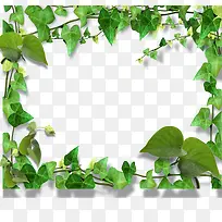 ��Ҷ�߿�-������