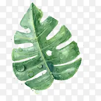 ������Ӱ�ֻ���Ҷ��ɫ-������