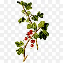 绿色树叶-空若网 绿色树叶-空若网