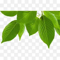 ��ɫ��ˬ��Ҷ��֦-������