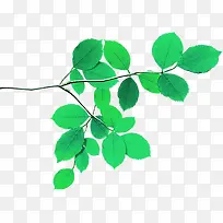 ��ɫ����������Ҷ��֦-������