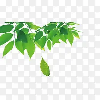 高清手绘绿色摄影树叶-空若网 高清手绘绿色摄影树叶-空若网