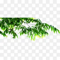 春天黄绿色树叶树枝-空若网 春天黄绿色树叶树枝-空若网