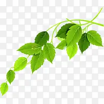 绿色时尚树叶美景-空若网 绿色时尚树叶美景-空若网