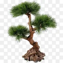 树叶 树枝 树干 大树 树 -空若网 树叶 树枝 树干 大树 树 -空若网