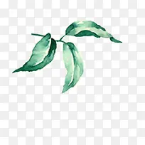 ��ɫˮ����Ҷ����-������