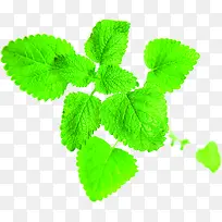 绿色时尚清爽树叶装饰-空若网 绿色时尚清爽树叶装饰-空若网