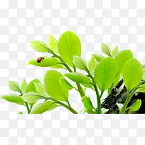 ��ɫʱ�з����Ҷ-������