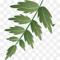 ��ɫ��ͨ��Ҷ��֦����-������