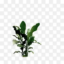 ÂÌÉ«Ê÷Ò¶-¿ÕÈôÍø ÂÌÉ«Ê÷Ò¶-¿ÕÈôÍø