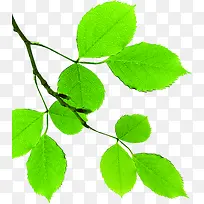 绿色时尚清爽树叶手绘-空若网 绿色时尚清爽树叶手绘-空若网