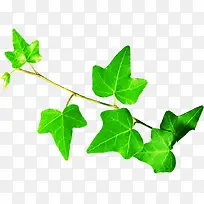 绿色新鲜树叶树枝-空若网 绿色新鲜树叶树枝-空若网