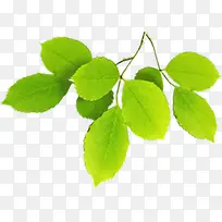 ��ɫ��ˬ��Ҷ������֦���-������