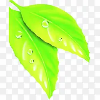 绿色时尚露珠树叶-空若网 绿色时尚露珠树叶-空若网