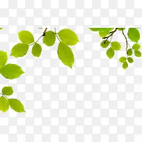 ÂÌÉ«ÇåˬÊ÷Ò¶Ê÷Ö¦ÃÀ¾°-¿ÕÈôÍø ÂÌÉ«ÇåˬÊ÷Ò¶Ê÷Ö¦ÃÀ¾°-¿ÕÈôÍø