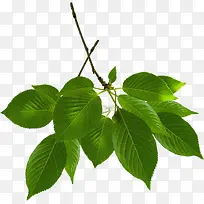 ��ɫ��Ҷ������֦-������