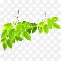 绿色清爽树叶树枝卡通-空若网 绿色清爽树叶树枝卡通-空若网