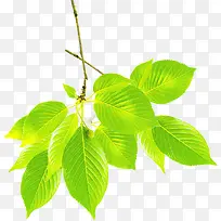 绿色简约树叶树枝美景-空若网 绿色简约树叶树枝美景-空若网