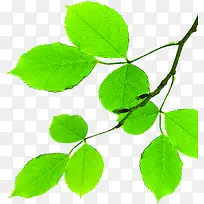 绿色简约树叶树枝-空若网 绿色简约树叶树枝-空若网