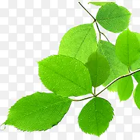 ��ɫ������ˬ��Ҷ��֦-������