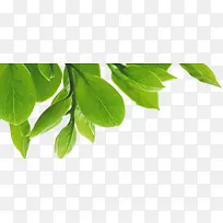 绿色时尚树叶春季-空若网 绿色时尚树叶春季-空若网