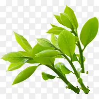 绿色时尚春天树叶生机-空若网 绿色时尚春天树叶生机-空若网