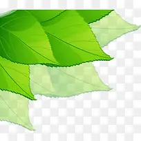 ��ɫʱ����Ҷ������ͨ-������