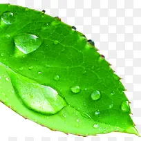 高清摄影绿色的树叶造型露珠-空若网 高清摄影绿色的树叶造型露珠-空若网