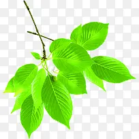 绿色树叶装饰树枝-空若网 绿色树叶装饰树枝-空若网