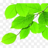 ÂÌÉ«´º¼¾Ê÷Ò¶Ê÷Ö¦-¿ÕÈôÍø ÂÌÉ«´º¼¾Ê÷Ò¶Ê÷Ö¦-¿ÕÈôÍø