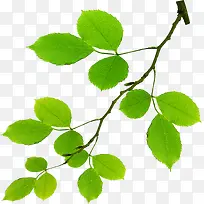 绿色树枝树叶美景-空若网 绿色树枝树叶美景-空若网