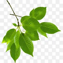 绿色树叶树枝春天美景-空若网 绿色树叶树枝春天美景-空若网