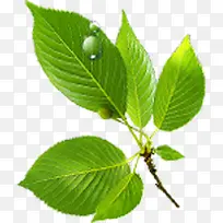 绿色叶子树枝水滴-空若网 绿色叶子树枝水滴-空若网