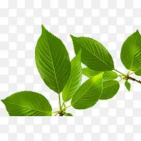 高清摄影新鲜绿色的树叶-空若网 高清摄影新鲜绿色的树叶-空若网