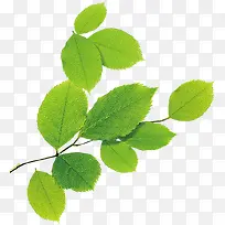 春天绿叶水滴树枝植物-空若网 春天绿叶水滴树枝植物-空若网