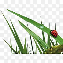 春天绿叶水滴昆虫-空若网 春天绿叶水滴昆虫-空若网