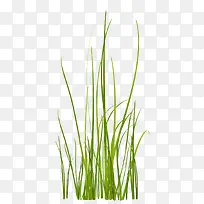 绿色小草免扣png素材-空若网 绿色小草免扣png素材-空若网