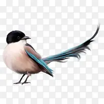 小鸟png素材-空若网 小鸟png素材-空若网