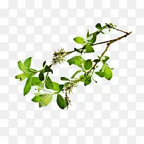 绿色叶子 树枝 小花朵 png素材-空若网 绿色叶子 树枝 小花朵 png素材-空若网