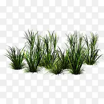 一簇一簇的小草png素材-空若网 一簇一簇的小草png素材-空若网