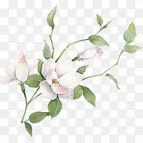 白色唯美小花淡雅-空若网 白色唯美小花淡雅-空若网