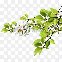 ÂÌɫֲÎï°×ɫС»¨ÇåÐÂ-¿ÕÈôÍø ÂÌɫֲÎï°×ɫС»¨ÇåÐÂ-¿ÕÈôÍø