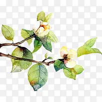 绿色植物白色小花-空若网 绿色植物白色小花-空若网