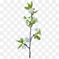 白色唯美小花装饰-空若网 白色唯美小花装饰-空若网